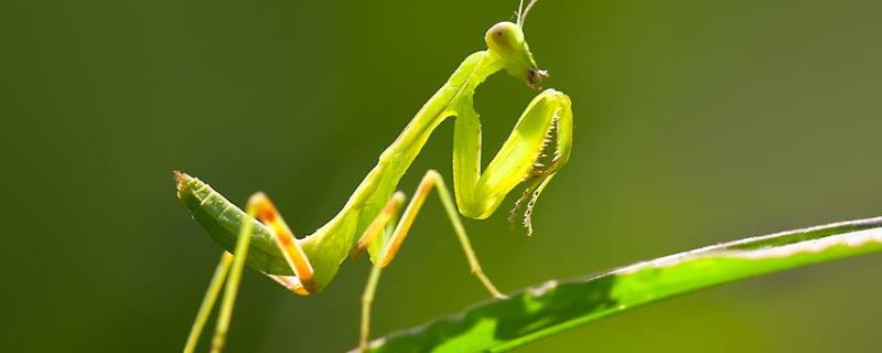 螳螂吃什么食物，怎么捕食，寿命有多长？