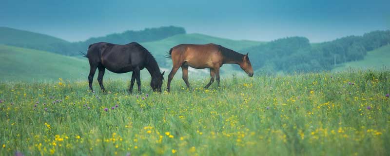 马的繁殖方式是什么 马的繁殖方式是什么样子的