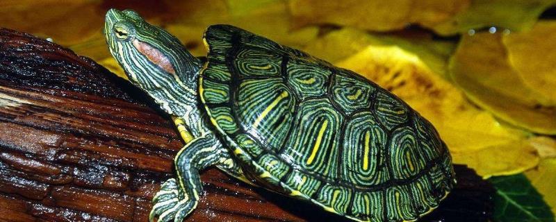 巴西龟的危害有哪些，附巴西龟的生活习性