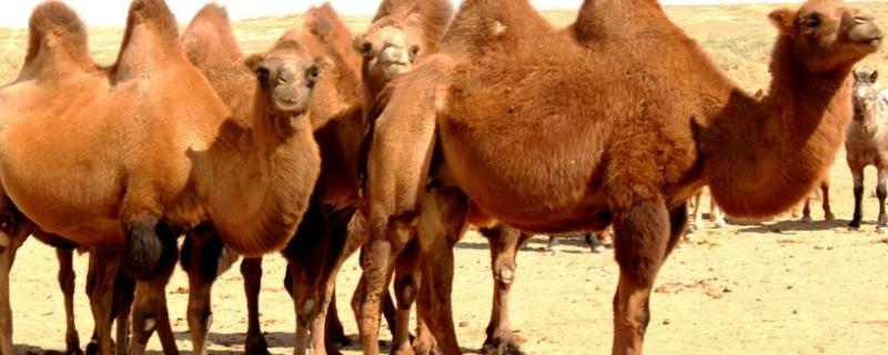 骆驼几个胃，附介绍反刍动物的胃 骆驼胃的结构