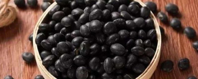 黑豆和黑芸豆的区别 黑豆和黑芸豆的区别是什么