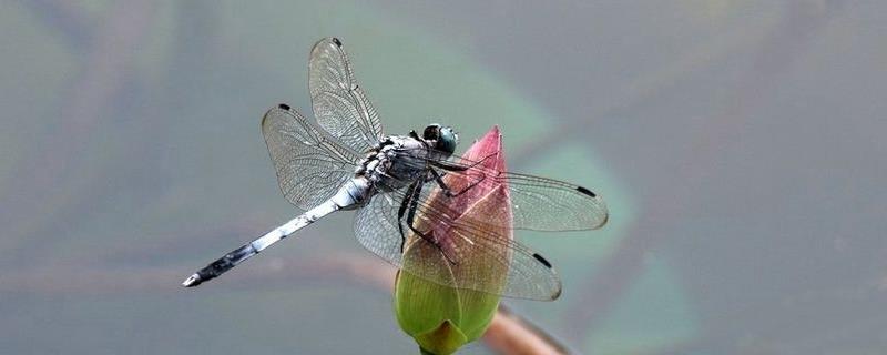 蜻蜓吃什么，食量有多大，为什么点水？