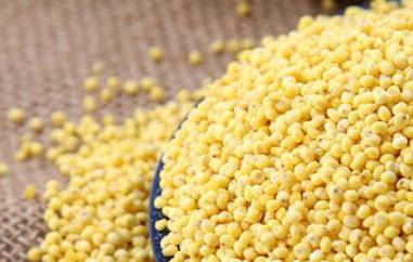 大黄米的功效与作用 大黄米的功效与作用禁忌