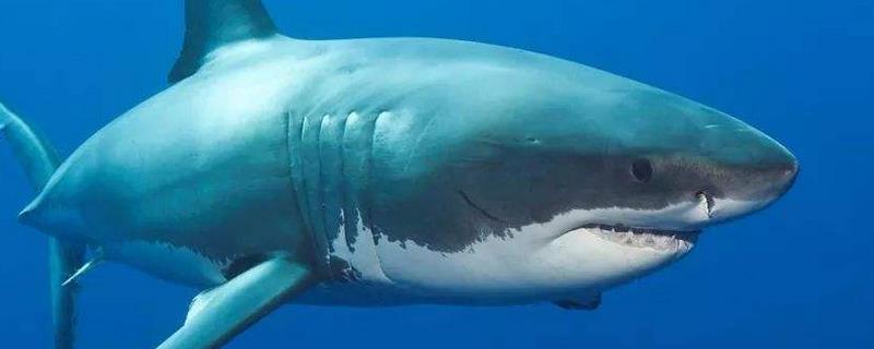 鲨鱼是哺乳动物吗，分别介绍哺乳动物和卵生动物的特征