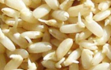 发芽糙米的功效与作用（发芽糙米的功效与作用及禁忌）