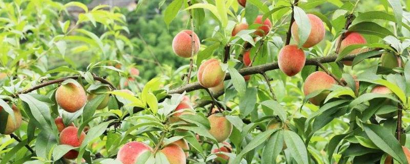 桃子什么时候成熟，有哪些品种 现在熟的桃子是什么品种