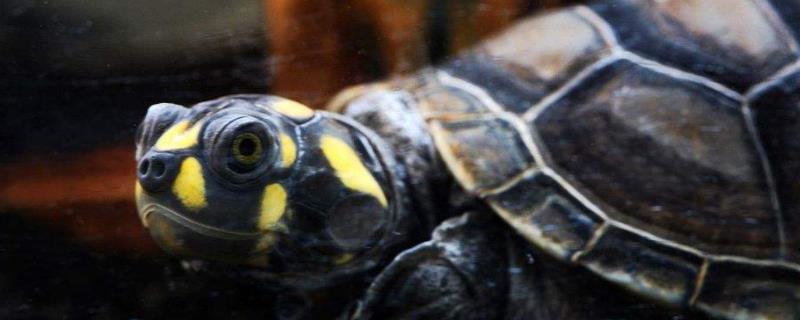 黄头侧颈龟能长多大，附生活习性（黄头侧颈龟成年龟）