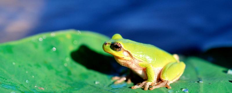 冬眠时蛙类会选择向阳还是背阳 青蛙冬眠方式