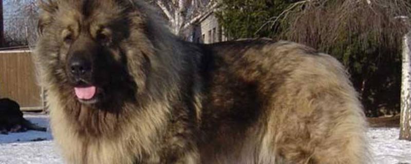 高加索犬和藏獒比起来哪个厉害 高加索犬和藏獒比起来哪个厉害点