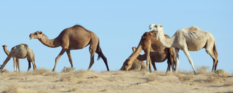单峰骆驼主要生长在什么地方，附单峰骆驼的介绍及生活习性
