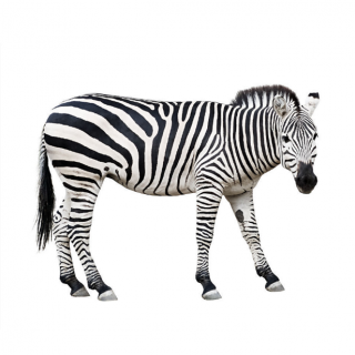 斑马是白底黑纹还是黑底白纹 斑马是白底黑纹还是黑底白纹的马
