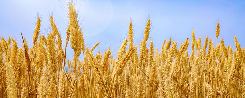 小麦高产种植新技术 小麦高产种植新技术农广天地