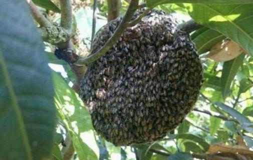 中国蜜蜂种类图片大全 蜜蜂的种类及图片