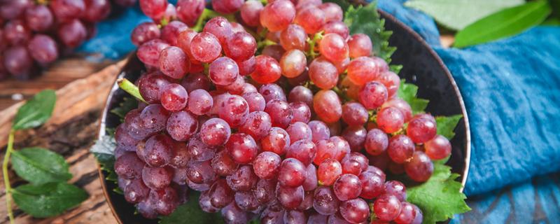 怎样培植葡萄更好 葡萄怎么种植效果好