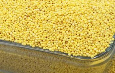 黍子米的功效与作用及食用方法 黍子米的功效与作用及食用方法及禁忌