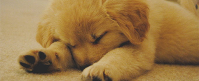 为什么狗睡觉时把嘴藏在前肢下 为什么狗睡觉时把嘴藏在前肢下方