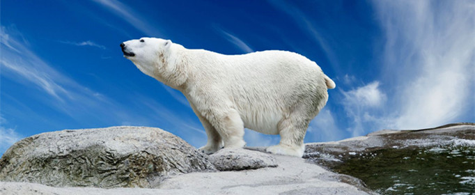 北极熊的皮肤为什么是黑色的（北极熊的皮肤是黑色的吗）