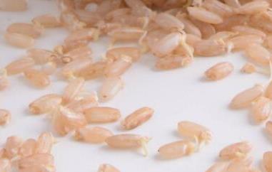 发芽糙米的功效与作用 发芽糙米粉的功效与作用