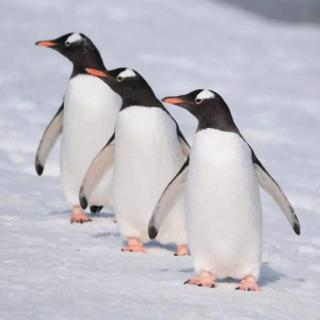 为什么企鹅们喜欢列纵队行走 企鹅们行走时为什么经常排成一列纵队