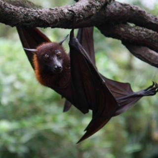 全世界6000多种哺乳动物中有多少种是蝙蝠？