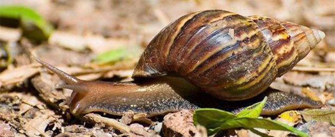 为什么田螺和蜗牛不能生活在一起 我想问一下蜗牛跟田螺有什么不同呢