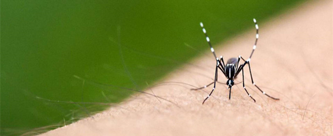 什么血型最招蚊子? 什么血型最招蚊子什么血型不招蚊子