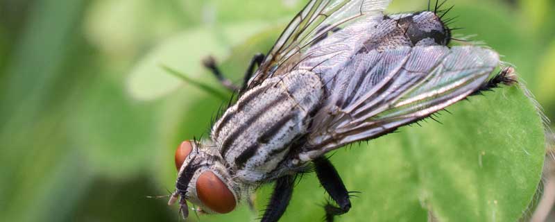 鳞翅目害虫有哪些 水稻鳞翅目害虫有哪些