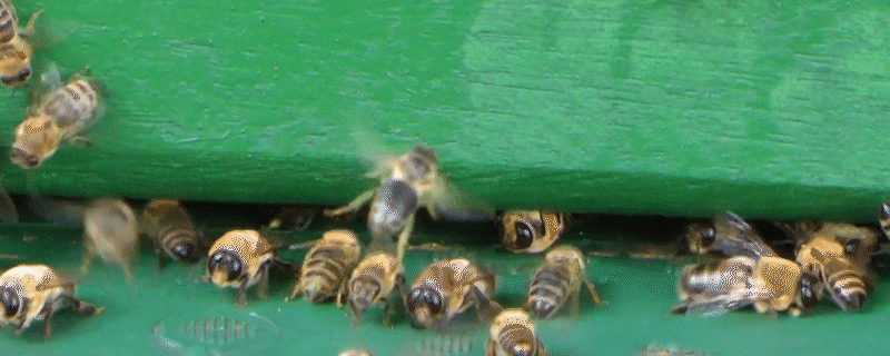 屋檐下的蜂窝一般都是什么蜂（屋檐下的蜂窝一般都是什么蜂群）