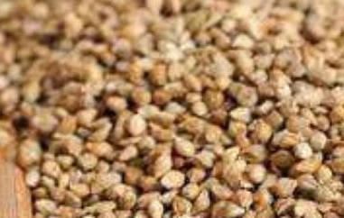 稗子米的营养价值（稗子营养丰富成分）