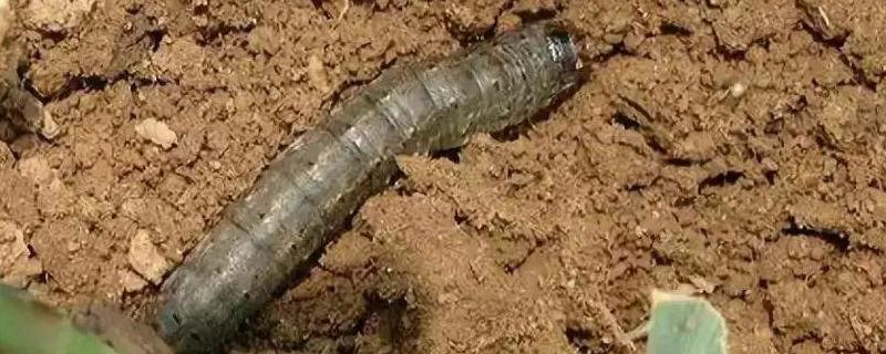 地下害虫蛴螬、金针虫、蝼蛄、地老虎防治技术