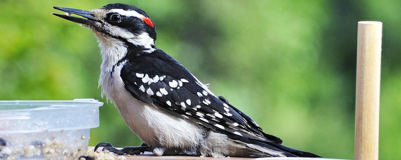 啄木鸟的尾巴有什么作用 啄木鸟的尾巴有什么作用?最佳答案是什么?