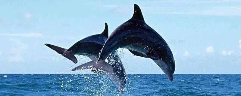 海豚是什么动物类型 海豚是什么动物类型的