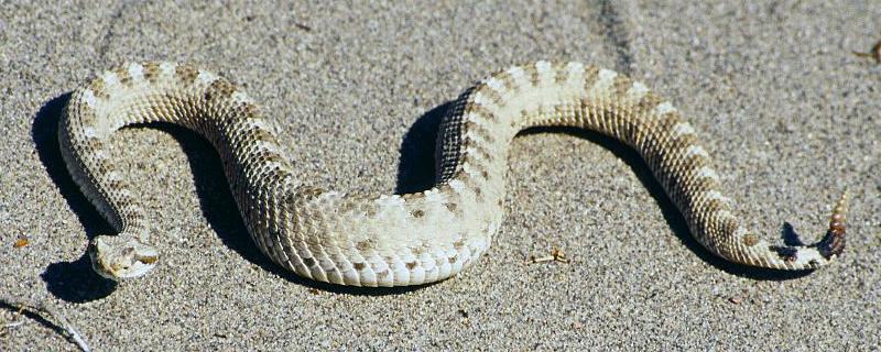 响尾蛇的生活习性是怎样的 响尾蛇一般生活在什么地方