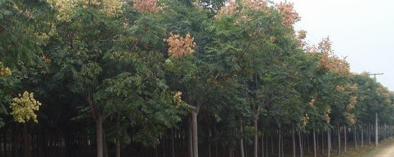 黄山栾树是常绿还是落叶树种 黄山栾树是常绿还是落叶树种植