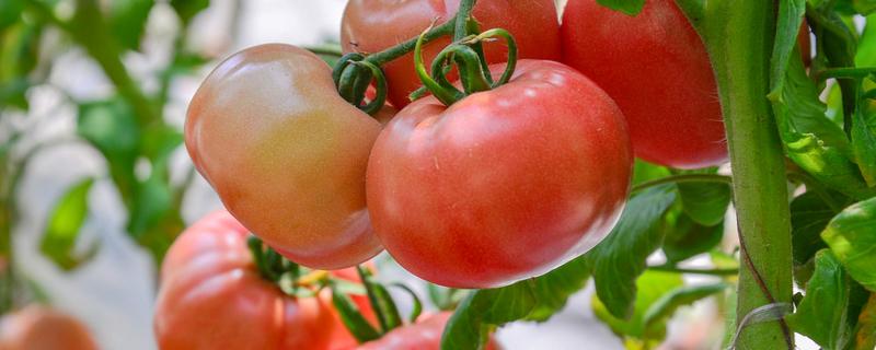 西红柿大棚种植与管理 大棚西红柿种植技术与管理