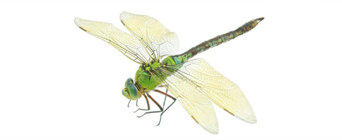 为什么蜻蜓翅膀前缘上方长有小痣 蜻蜓的翅痣在哪
