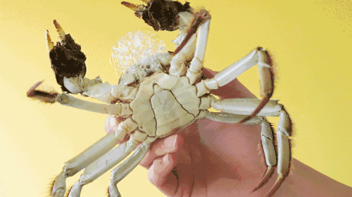 为什么螃蟹要吐沫 为什么螃蟹要吐沫子