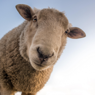 哪种动物的瞳孔是长方形的 哪种动物的瞳孔是长方形的?绵羊还是山羊?