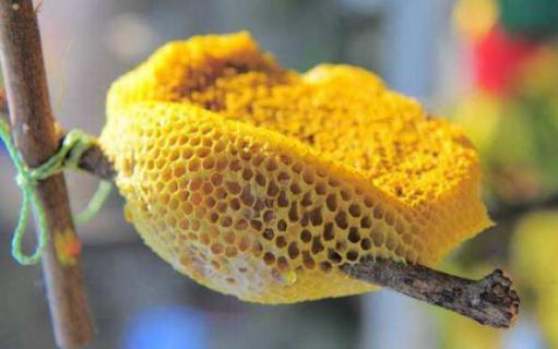 中国蜜蜂种类图片大全 蜜蜂的种类及图片