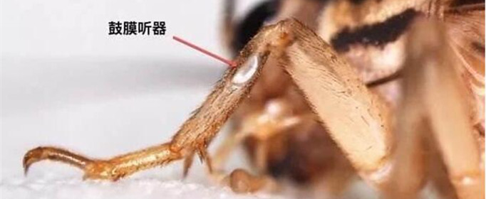 蟋蟀的“耳朵”为什么长在脚上 蟋蟀的耳朵长在足的内侧