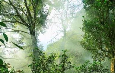 雨林古树茶的功效与作用 雨林古树茶百科