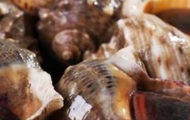 大海螺的营养价值 大海螺的营养价值高吗