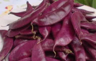紫扁豆与白扁豆的区别（白扁豆和紫扁豆哪个营养价值高）