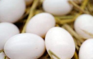 鸽子蛋和鸡蛋营养对比 鸽子蛋对比鸡蛋的营养价值及功效