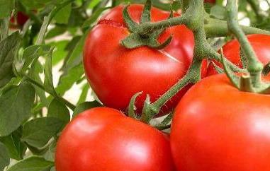吃西红柿有哪些好处和坏处（多吃西红柿有什么好处和坏处）