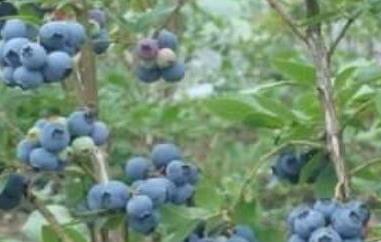 蓝莓根的功效与作用 蓝莓根的作用和功效