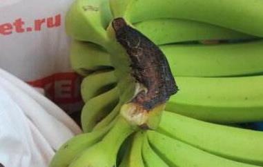 为什么香蕉放烂了都没熟 香蕉没熟就烂了