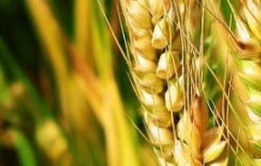 大麦的功效与作用及食用方法（大麦的功效与作用及食用方法禁忌）