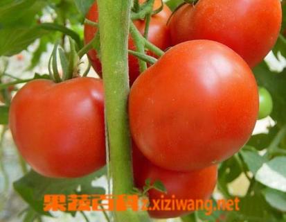 露天番茄种植技术 露天番茄种植技术视频