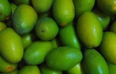 甜橄榄果的功效与作用 甜橄榄果的功效与作用及禁忌